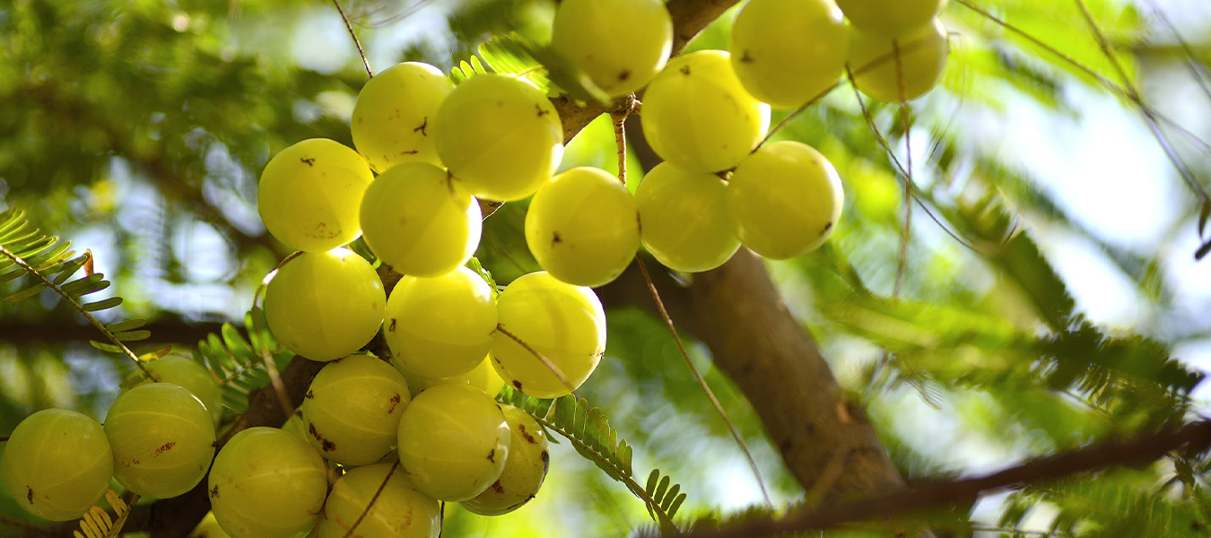 sustainable practices, sustainable products, eco-friendly production, natural materials